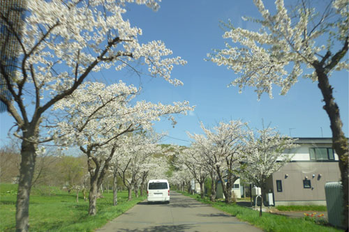 5月行事 花見