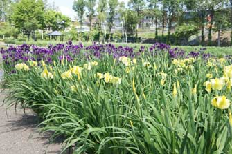 岩見沢市あやめ公園からの岩見沢バラ園