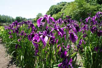 岩見沢市あやめ公園からの岩見沢バラ園