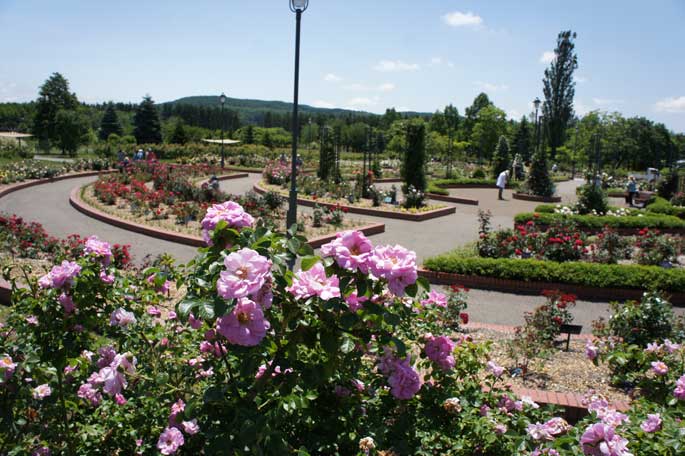 岩見沢市あやめ公園からの岩見沢バラ園