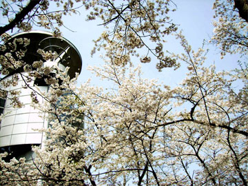 お花見ツアー「東明公園」5月2日PH2