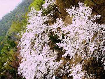 お花見ツアー「東明公園」5月2日PH4