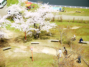 お花見ツアー「東明公園」5月2日PH6