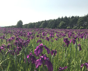 植物を育てるということ