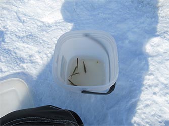 釣れるかな？わかさぎ釣り体験！