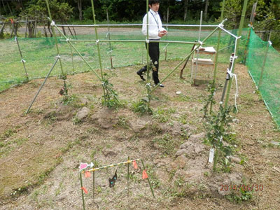 夏の気配漂う、6月