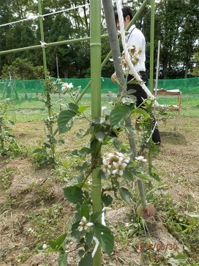 夏の気配漂う、6月