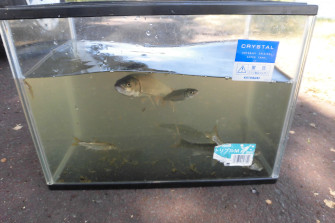 しのつ湖へウグイ釣り＆生き物探しに行こう！