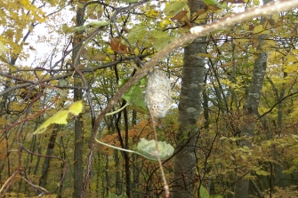 長官山で山歩き体験